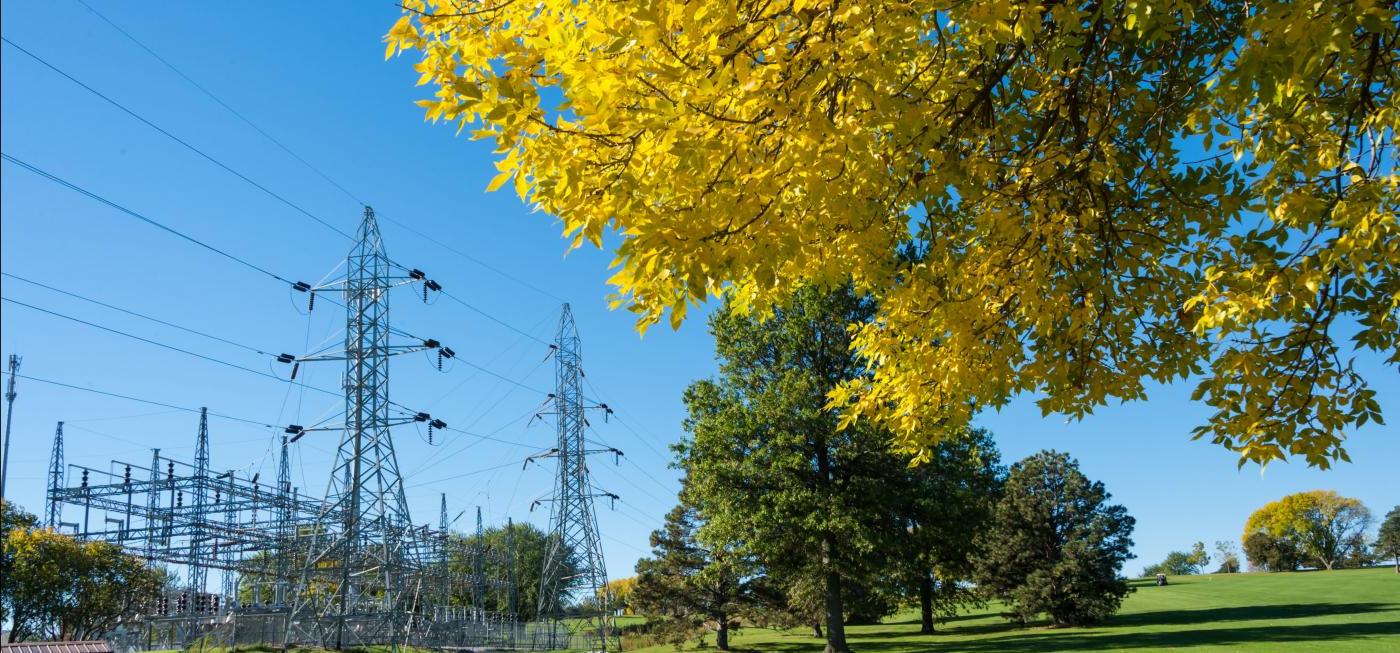 yellow tree and electric wires